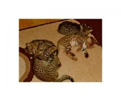 Gatinhos Savannah serval e caracal com 4 semanas